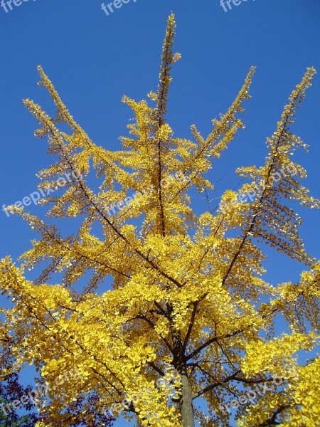 Autumn Ginkgo Yellow Outdoor Autumn Leaves