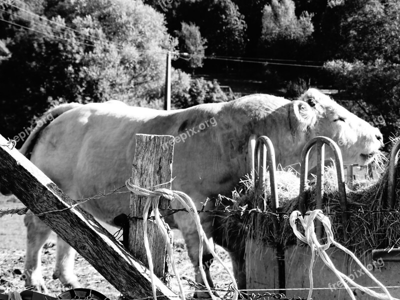 Black And White Bull Muscle Free Photos