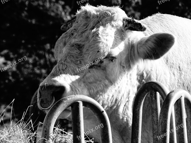 Black And White Bull Muscle Free Photos