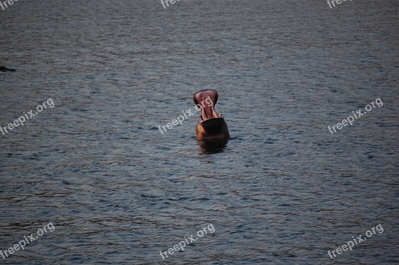 Hippo Territory Hippopotamus Animal Wild