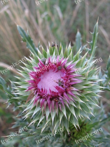 Plants Thistle Thorn Arch Ural Russia