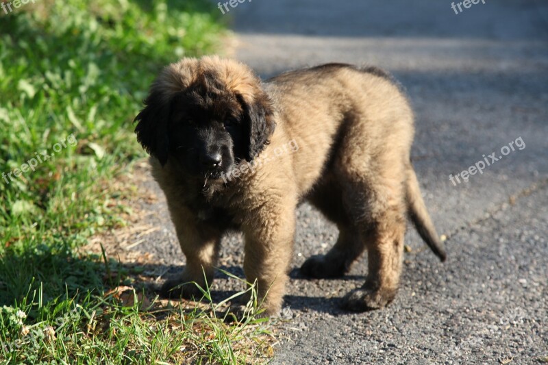 Dog Puppy Animal Pet Leonberger