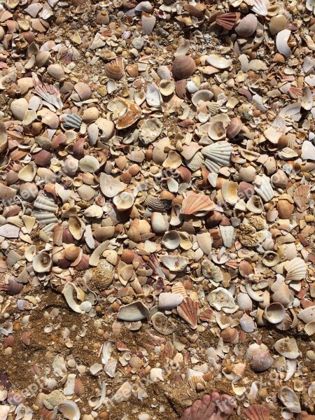 Mussels Beach Mussel Shells Stones Vacations