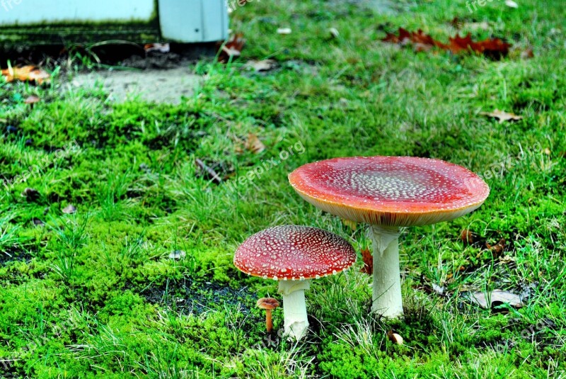 Fly Agaric Mushroom Nature Autumn Moss Fliegenpilz