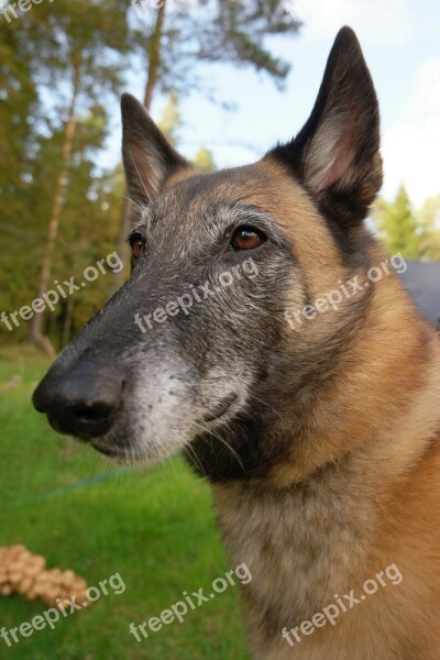 Dog The Pleasure Of The Muzzle Belgian Shepherd Dog Pet