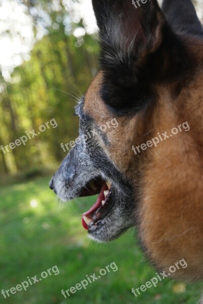 Dog Belgian Shepherd Dog The Muzzle Animal Look