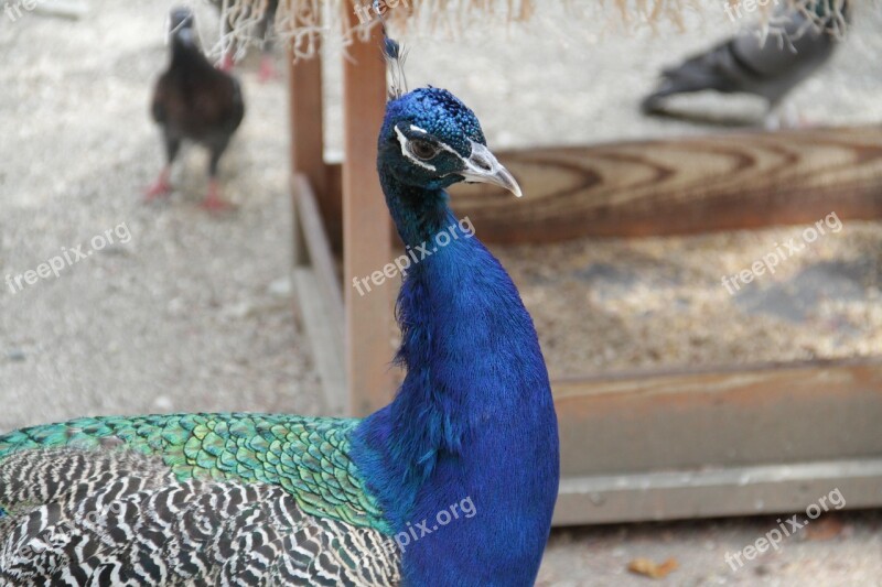 Peacock Bird Zoo Free Photos