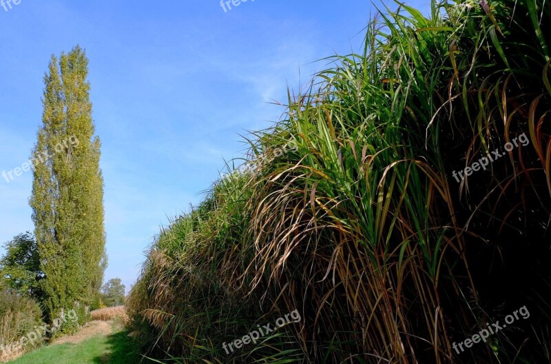 Trees Poplars Reed Nature Free Photos