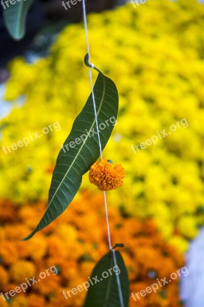 Leaf Flower Hindu Pooja Floral