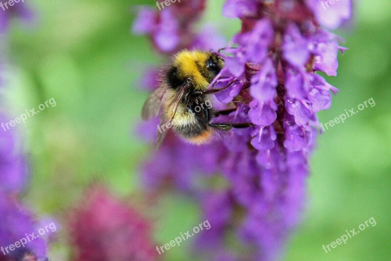 Nature Single Theme Aperture Aperture Bee Flowers