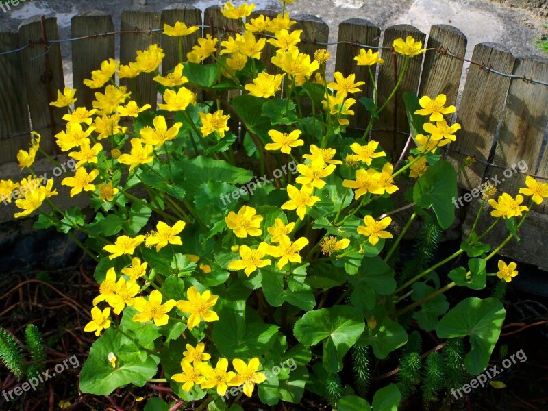 Marsh Marigold Yellow Flower Spring Free Photos