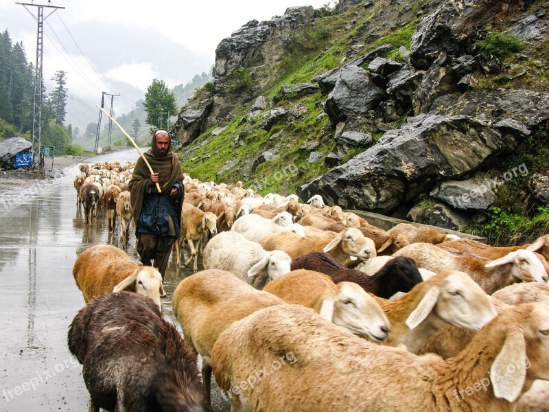 Flock Sheep Mountain Rain Nature