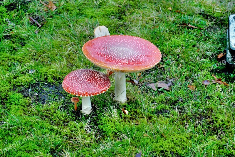 Fly Agaric Moss Nature Close Up Mushroom