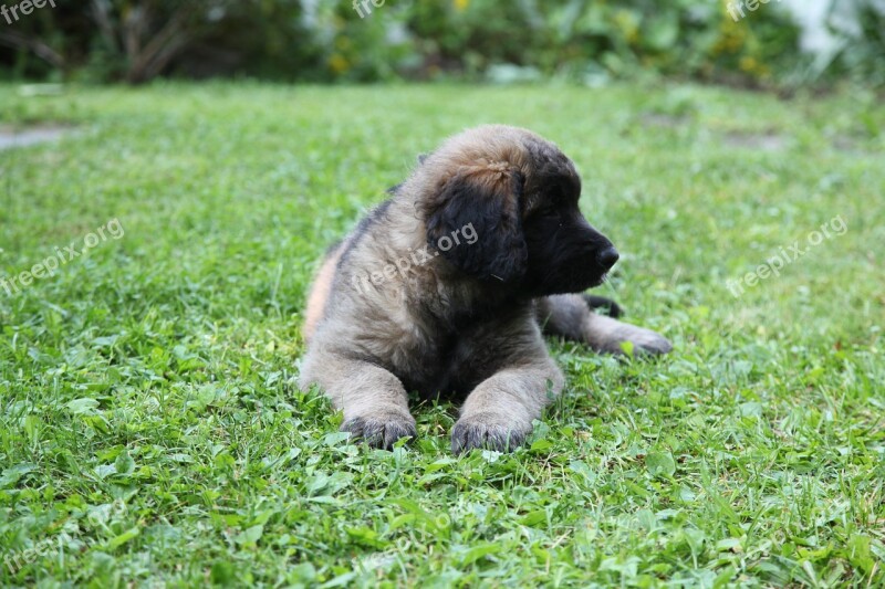 Dog Puppy Animal Pet Leonberger