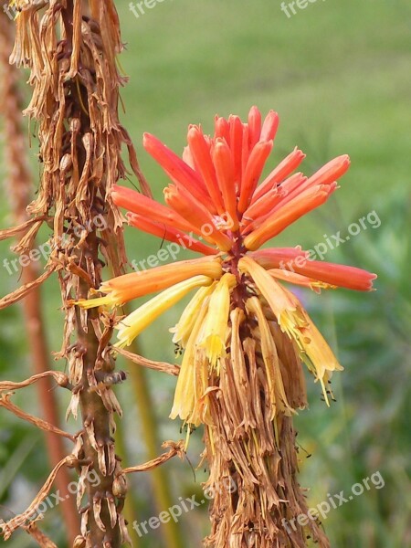 Kniphofia Red Hot Poker Tritoma Orange Flower Plant