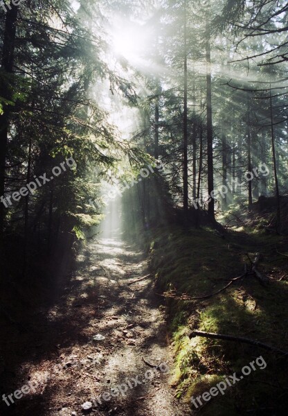 Autumn Sun Forest Leaves Away