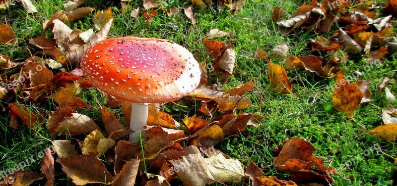 Fly Agaric Lucky Guy Autumn Symbol Of Good Luck Fall Foliage