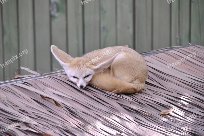 Desert Fox Proverbs Zoo Free Photos