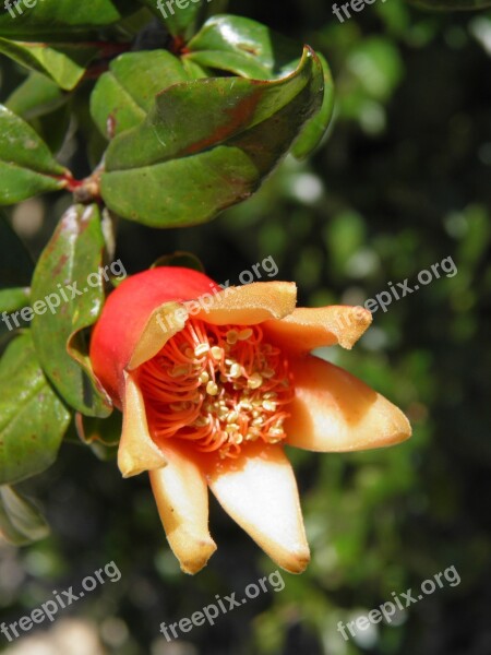 Pomegranate Flower Tree Garden Blossom