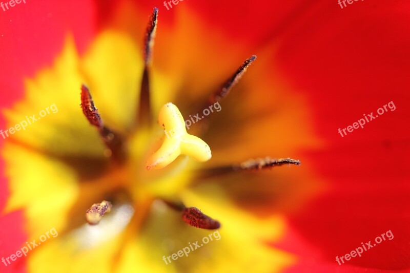 Flower Flower Heart Romantic Tulip Field Macro