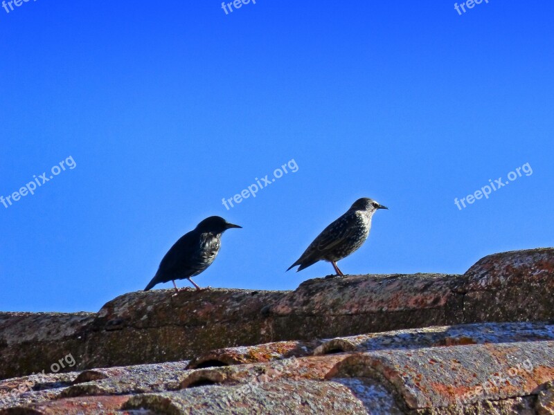 Birds Roof Starling Texas Sky