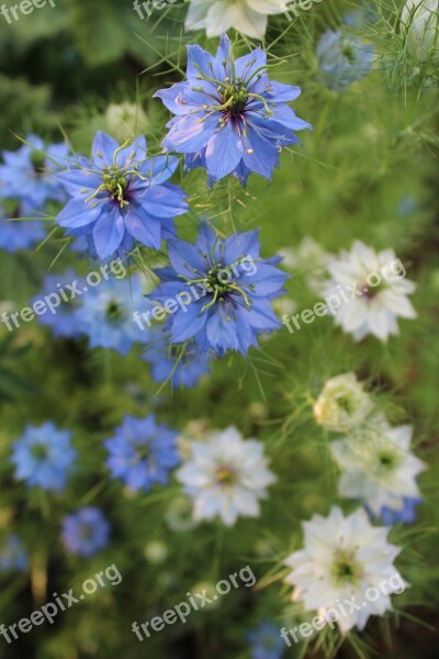 černucha Damascus Nigella Flower Love-in-a-mist Garden Blue Flower