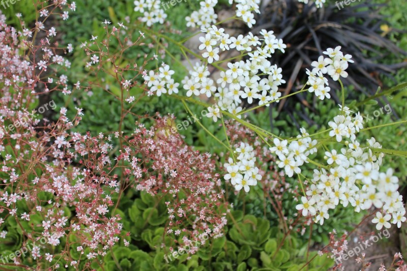 Flower Alpine Garden Rock Race White Flowers