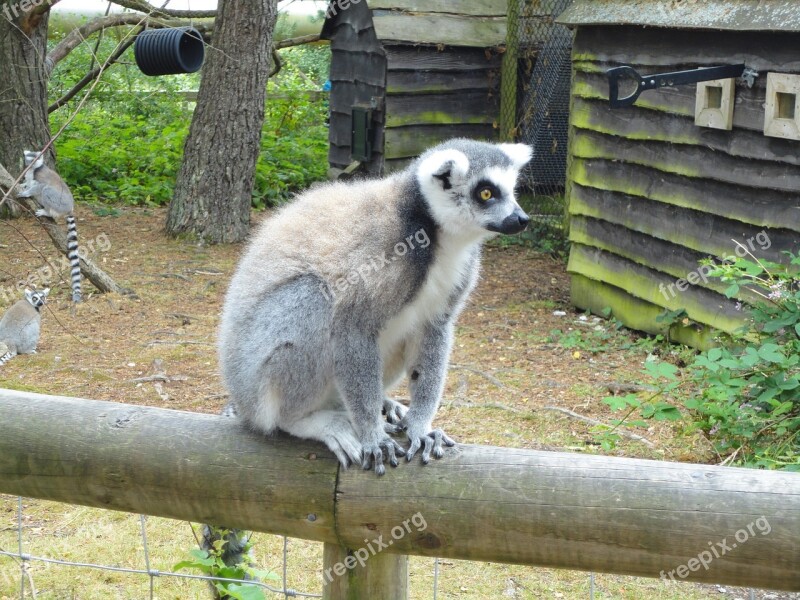 United Kingdom Monkey Park Ring Tailed Lemur Monkey Lemur Catta