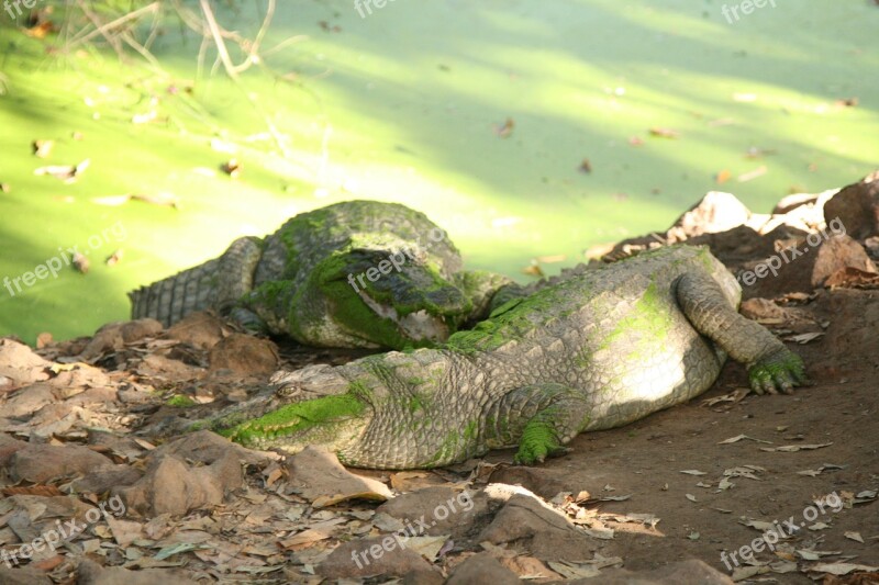 Crocodile Nature Water Green Free Photos