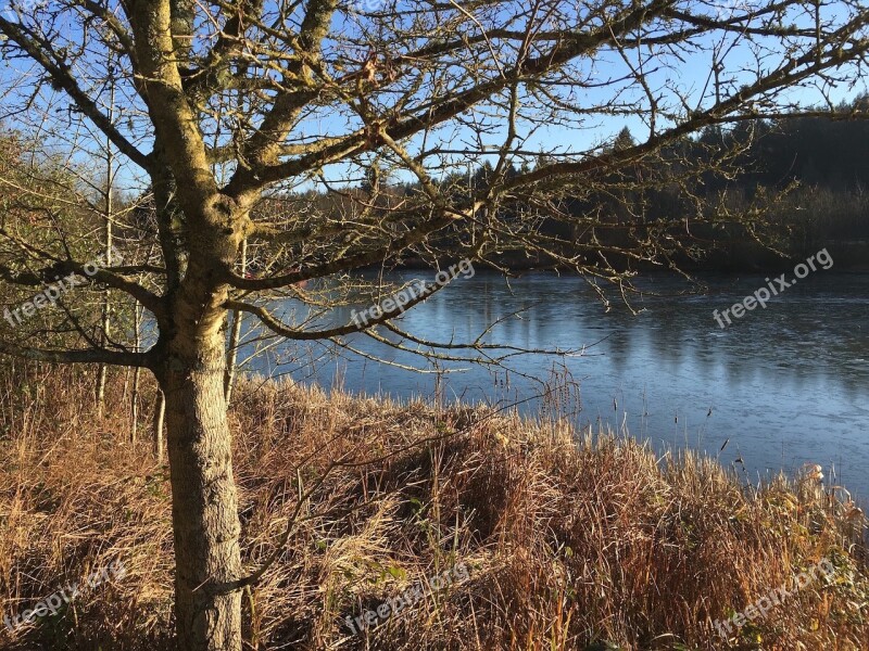 Tree Lake Winter Scenic Scene