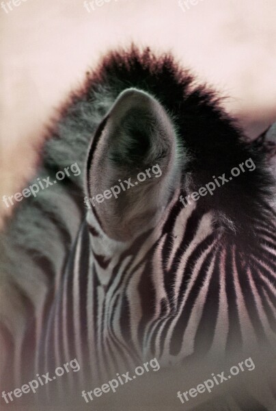 Zebra Stripes Plains Zebra Black And White Crosswalk