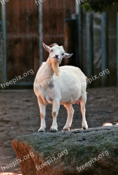 Goat Bart Zoo Goatee Animal World