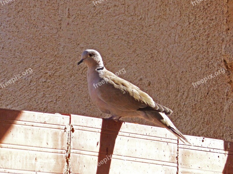 Turtledove Sunset Detail Free Photos