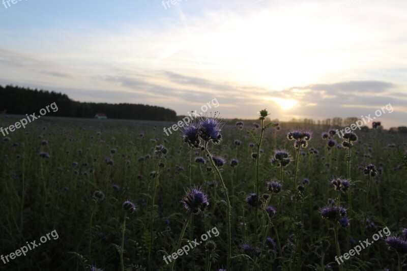 Landscape Autumn Bees Nature Phacelia