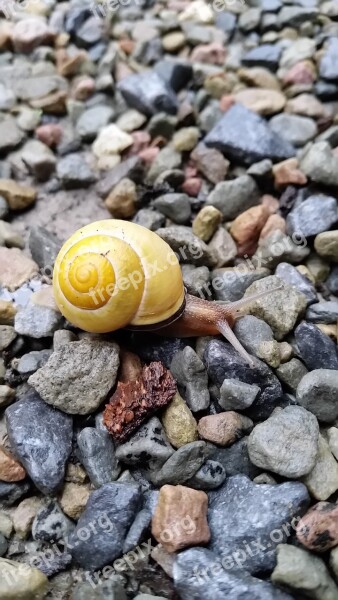 Snail Gravel Awareness Free Photos