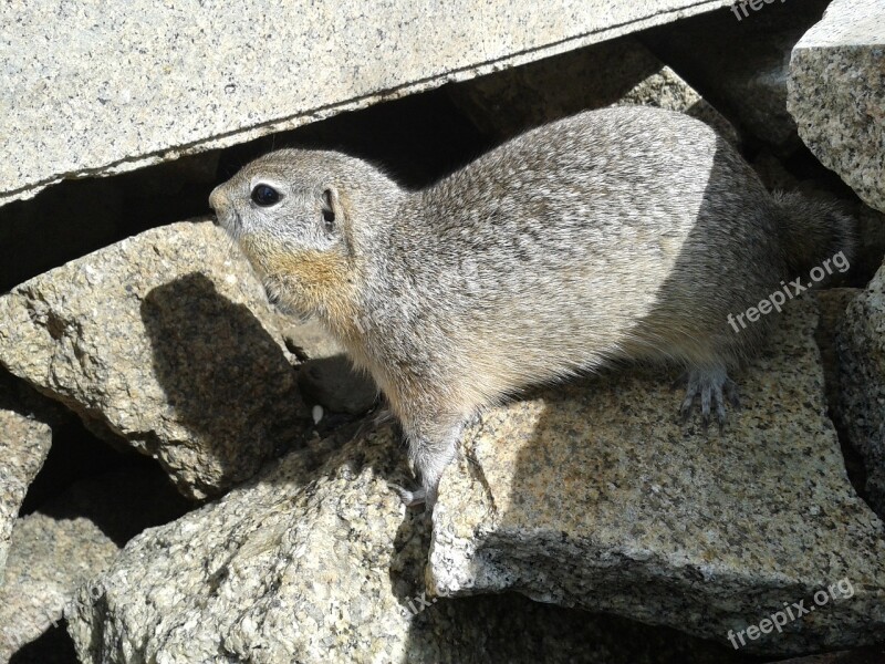 Gopher Rodent Small Animals Stones Free Photos