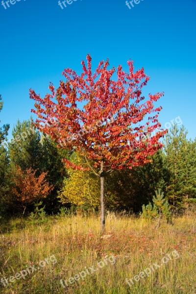 Cherry Tree Autumn Cherry Trees Leaves Nature