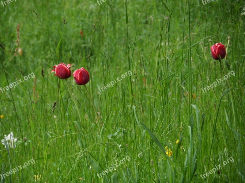 Tulips Grass Meadow Mainau Spring