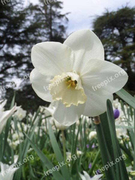 Narcis White Meadow Mainau Spring