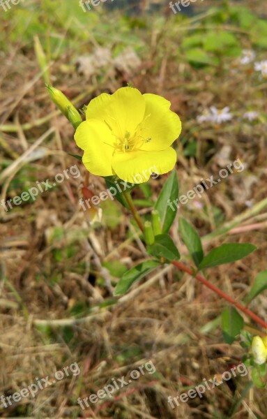 Wildflower Flowers Fall Flowers Free Photos