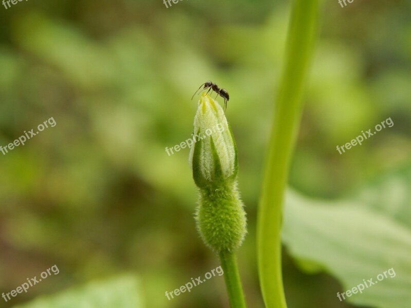 Alone Ant Nature Macro Green