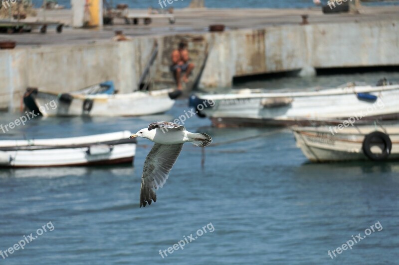 Cascais Portugal Bay Blue Sea Salt Water