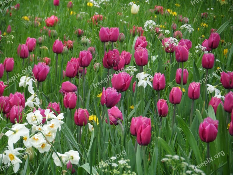 Tulips Grass Meadow Mainau Spring