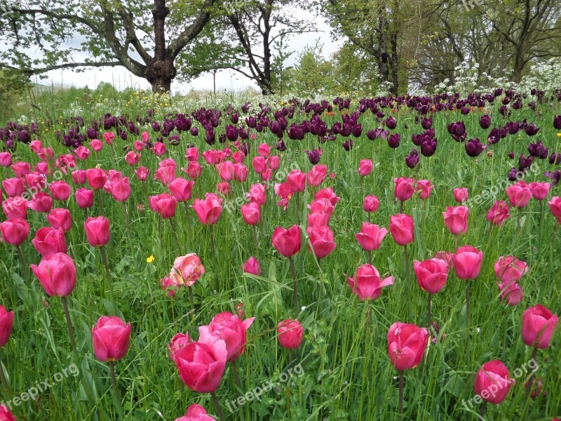 Tulips Grass Meadow Mainau Spring