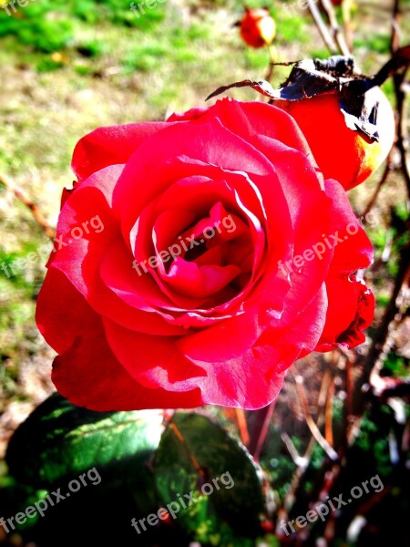 Rose Flower Floral Blossom Nature