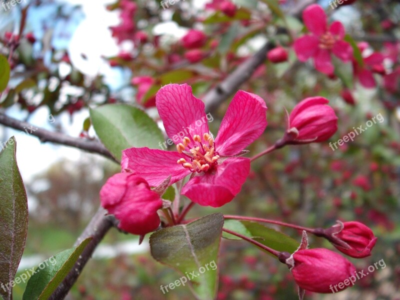 Crabapple Profusion Pink Blossom Pink Flower