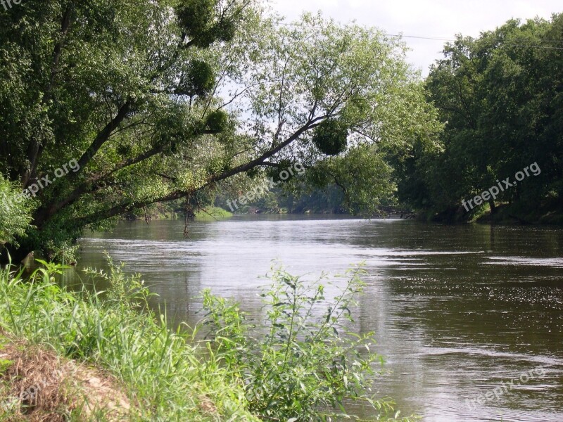 Poland River Warta Mistletoe Free Photos