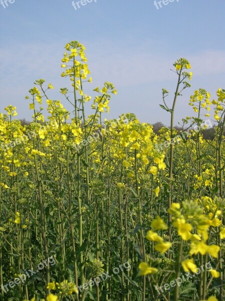 Rapeseed Arable Farming Agriculture Field Free Photos