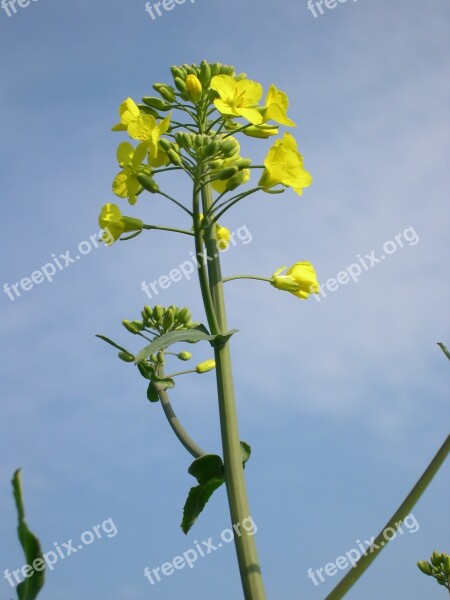 Rapeseed Arable Farming Agriculture Field Flower