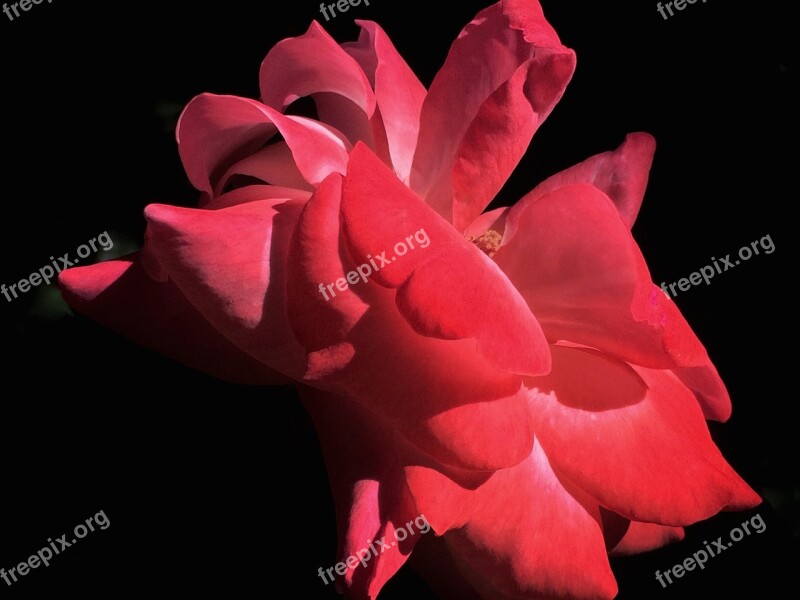 Flower Red Rose Garden Free Photos